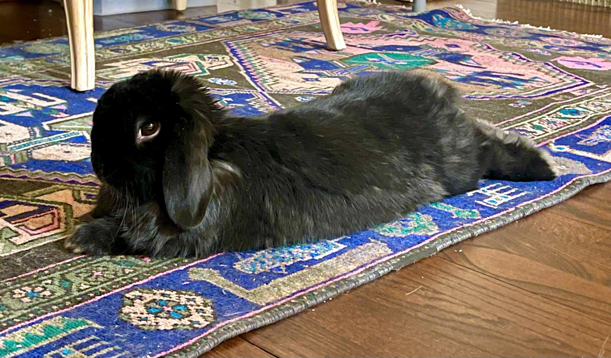 Tofu can finally relax. Her parents are getting married!