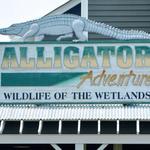 Alligator Adventure