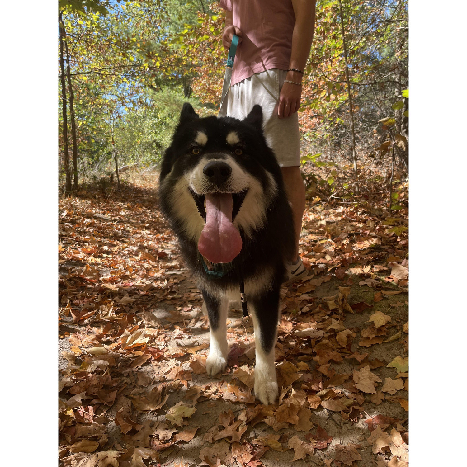 wooli loves the fall