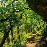 Swope Park Mountain Bike Trail