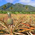 Maui Pineapple Tour