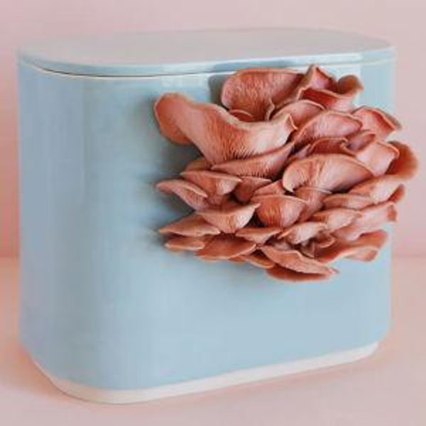 GUS Ceramic Mushroom Planter - Indigo