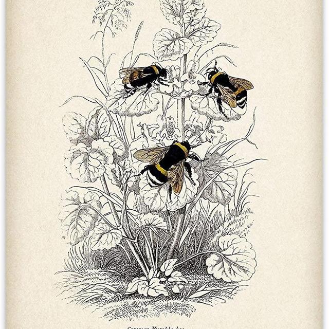 Bumble Bee Illustration - 11x14 Unframed Art Print - Great Gift Under $15 for Beekeepers and Nature Lovers