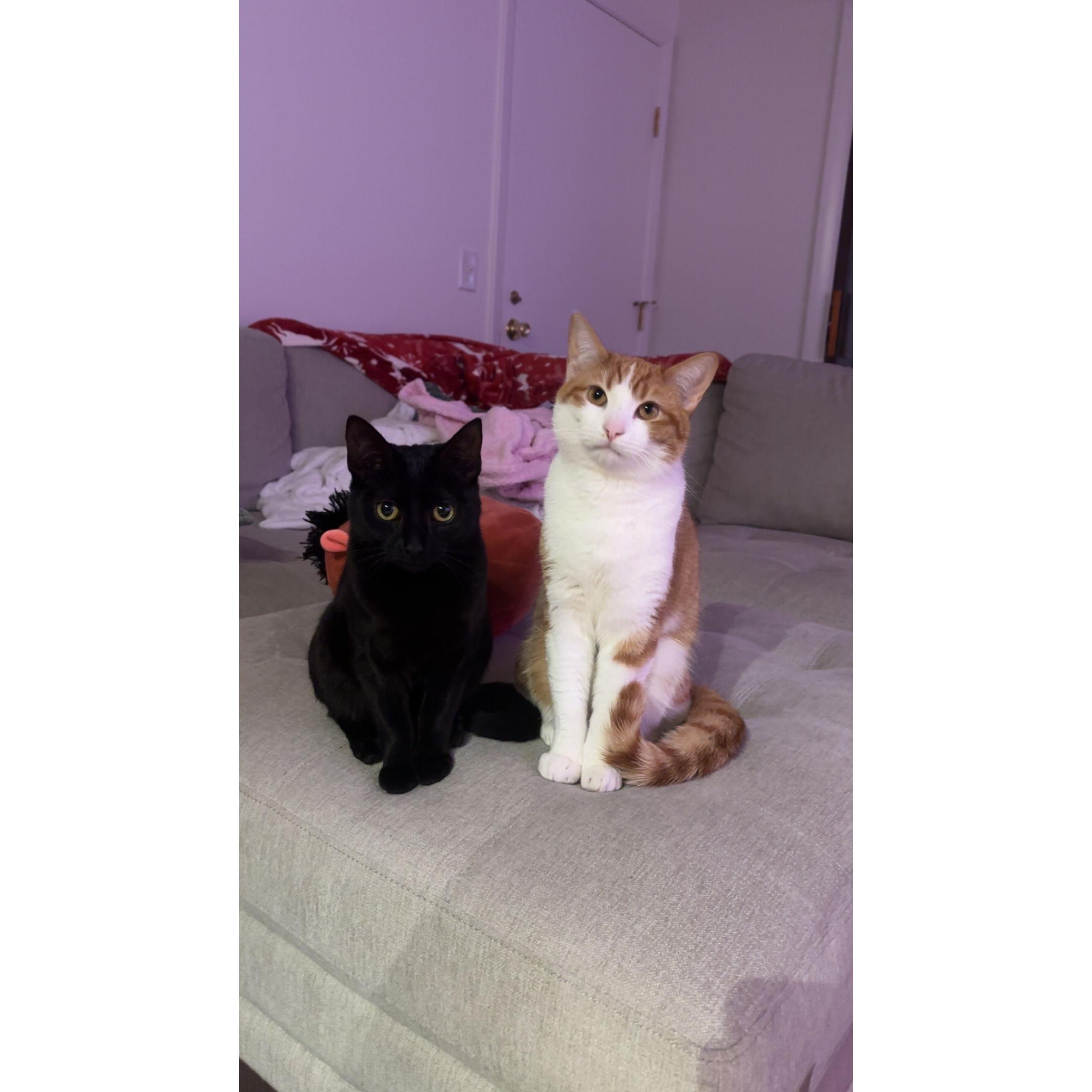 After 1 year of long-distance, we moved to Massachusetts and adopted 2 cats, who have become a big part of our lives