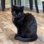 Meet Piper 🐈‍⬛