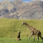 The Living Desert Palm Desert