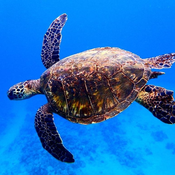 Turtle Tour
