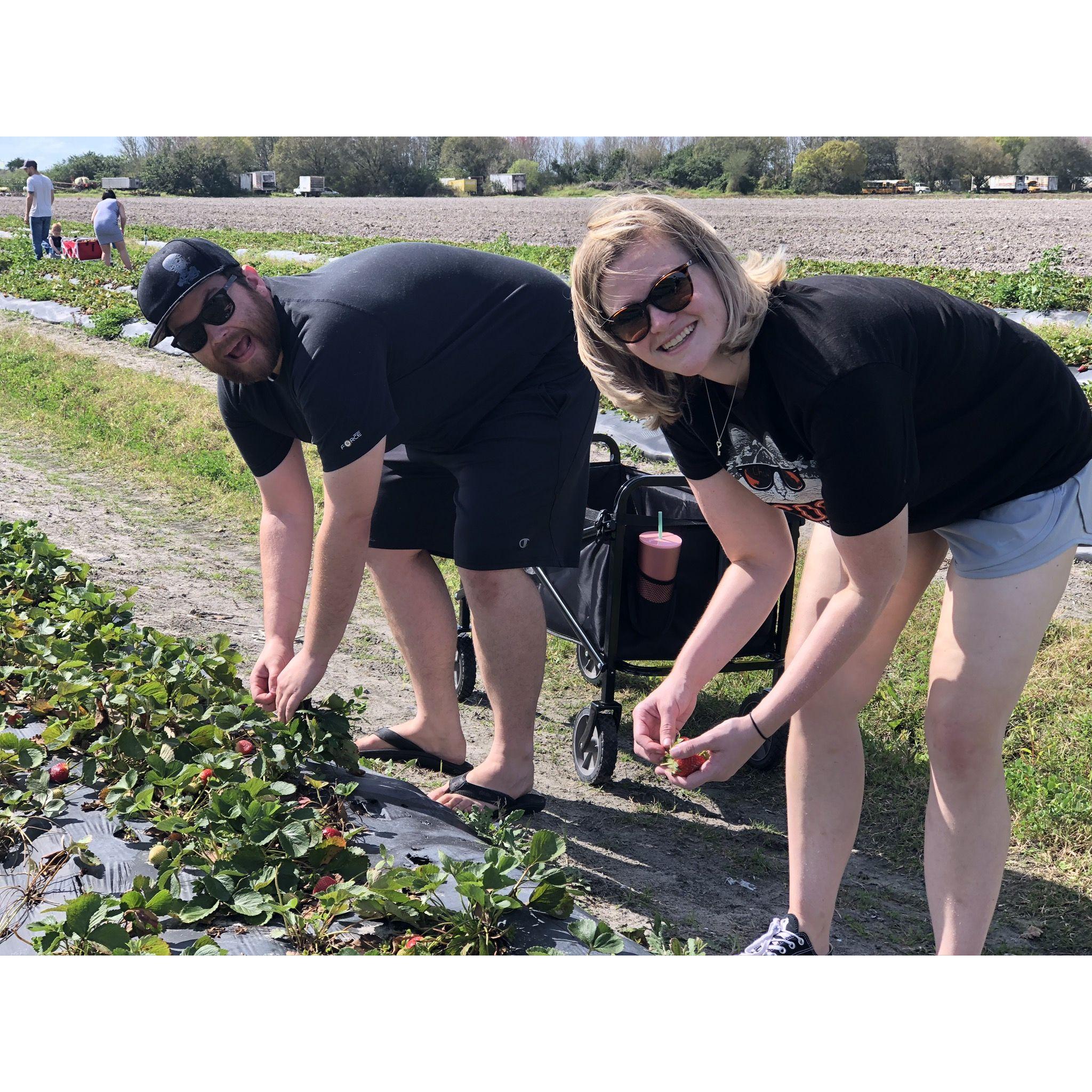 Strawberry picking