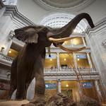 Smithsonian Museum of Natural History