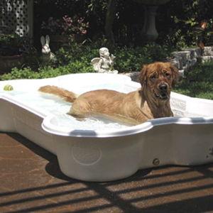 Pool for Chet Lionel