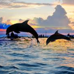 AJ's Dolphins Tour