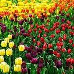 Garvan Woodland Gardens