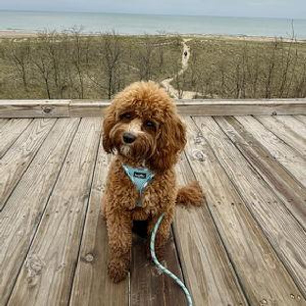 Finn Fund