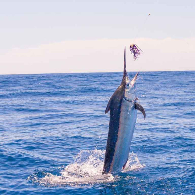 Fishing on our Honeymoon