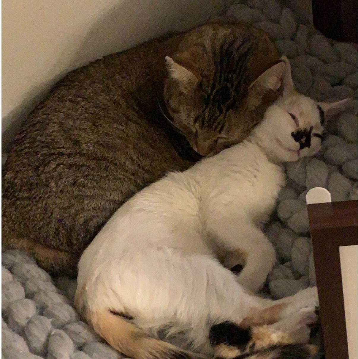Then we brought a new kitten home and our chunky tabby found his best friend in a tiny calico we named Wisp.