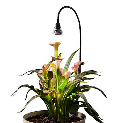 LED Plant Lamp