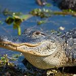 Everglades Alligator Farm