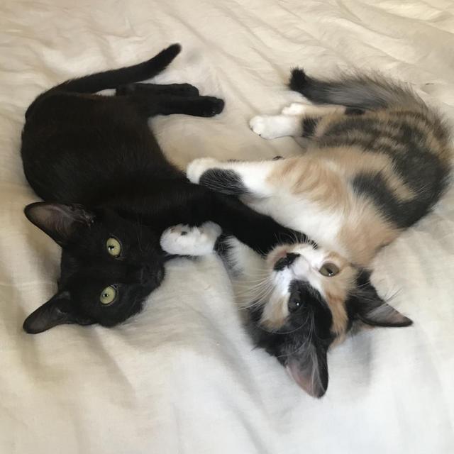 2-week Honeymoon Pet Sitter for Sumi & Georgia