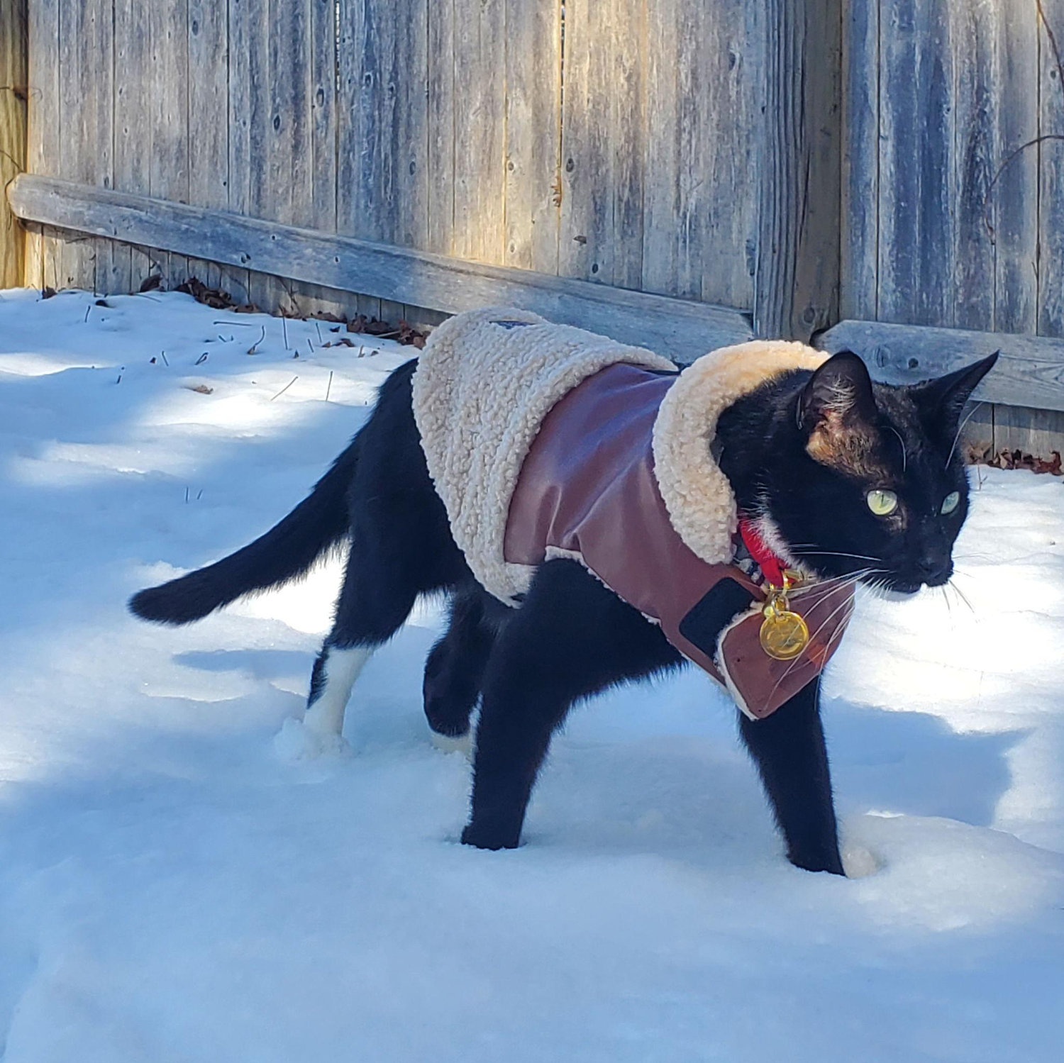 Thompkin in his winter coat being dashingly resilient as always.