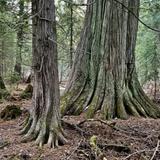Old Growth Trail