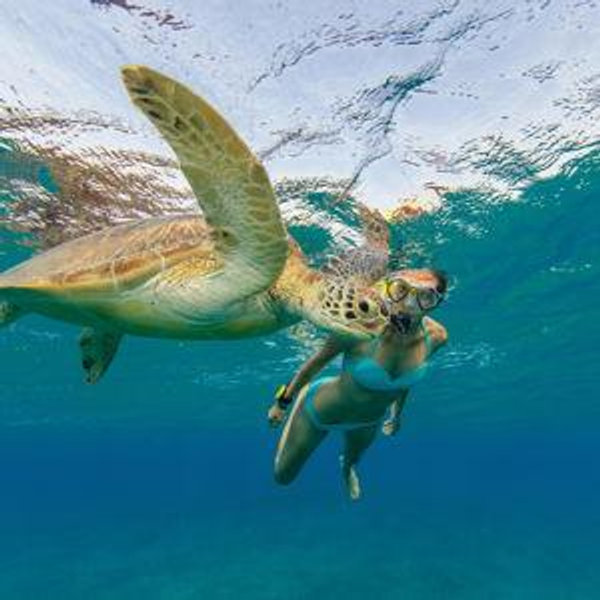 Sea turtle snorkel Adventure in Maui