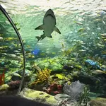 Ripley's Aquarium of Canada