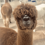 The Alpaca Hacienda