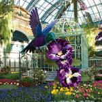 Bellagio Conservatory & Botanical Gardens