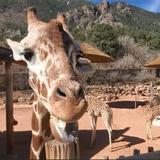 Cheyenne Mountain Zoo