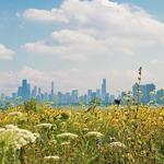 Montrose Point Bird Sanctuary