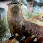 North Carolina Aquarium at Pine Knoll Shores