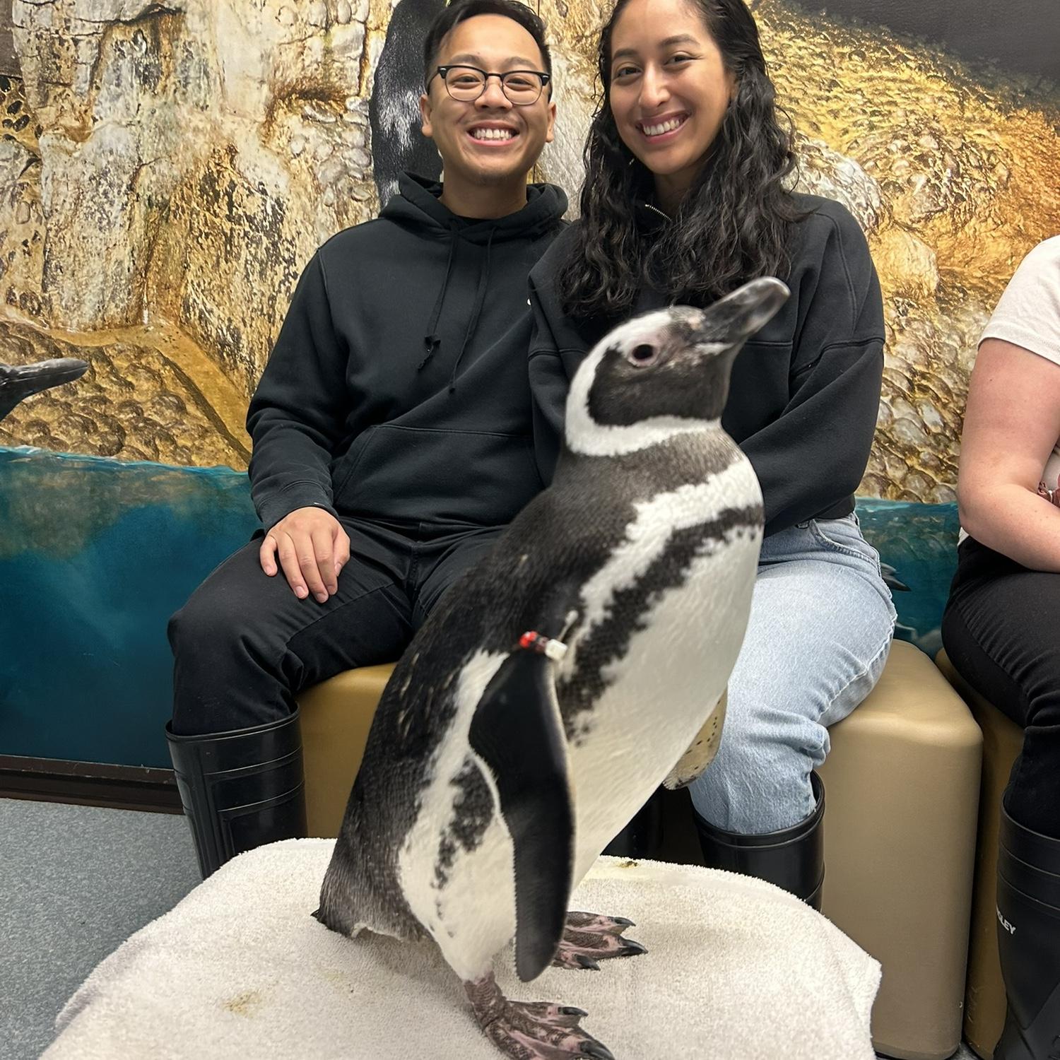 Meeting Penguins @ Shedd Aquarium 🐧