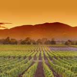 Wine Country
