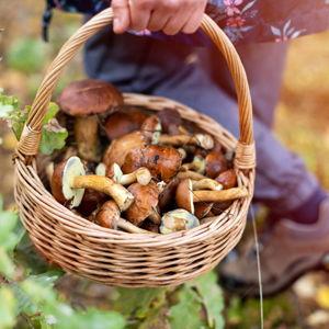 Our Mushroom Foraging Trip