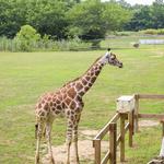 Cape May Zoo