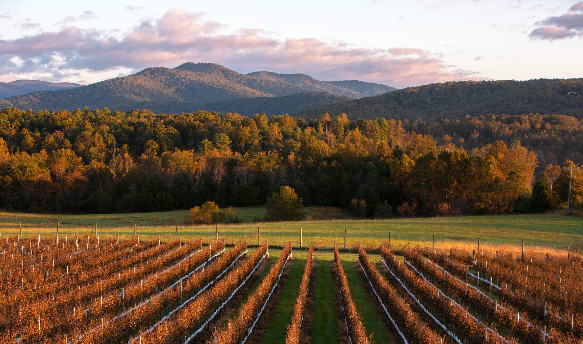 The Wedding Website of Ally Hopkins and Johnny Thibau