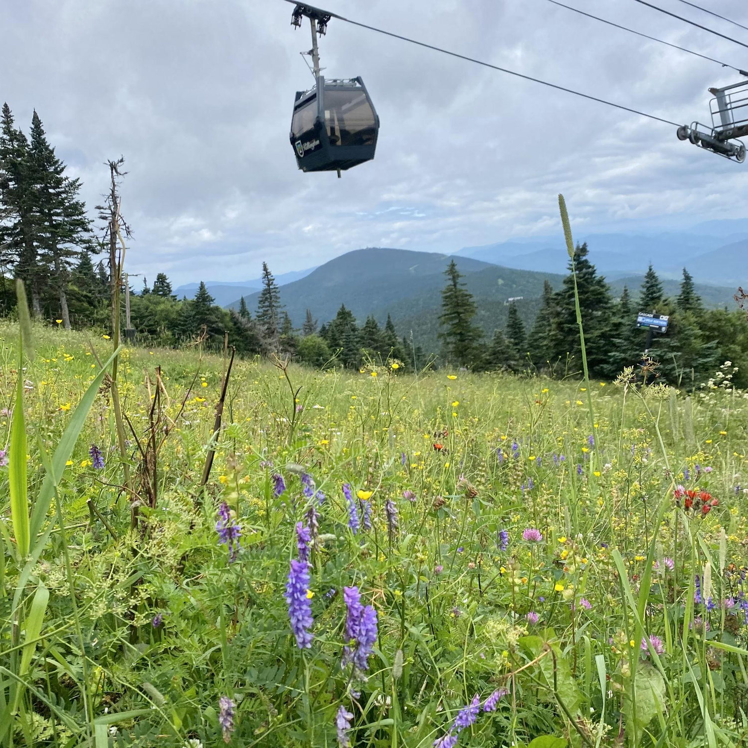 Killington Ski Resort in the summer - absolutely beautiful hikes with a ton of wildflowers