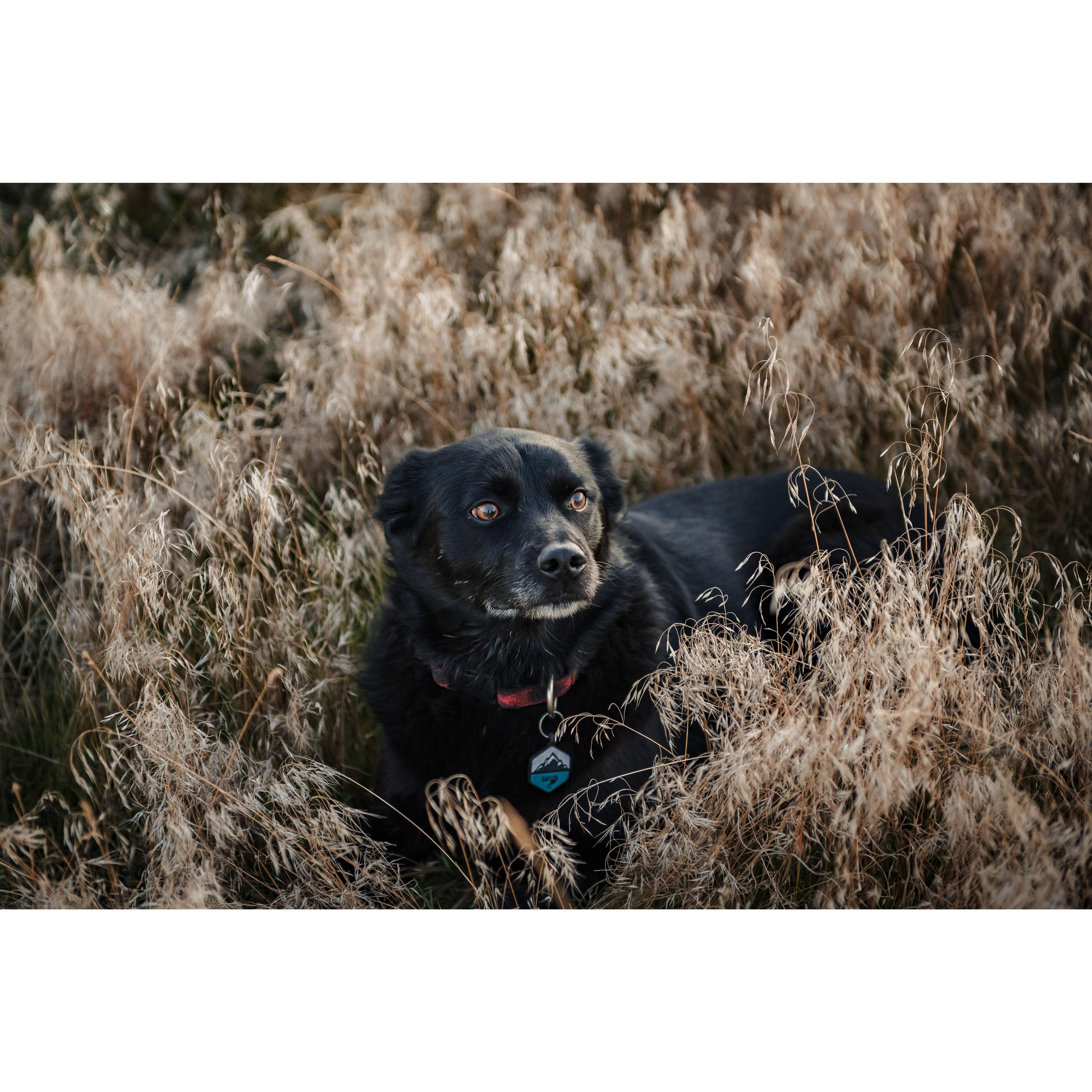 Baylor 🖤