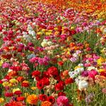 The Flower Fields at Carlsbad