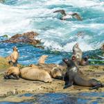 La Jolla Cove