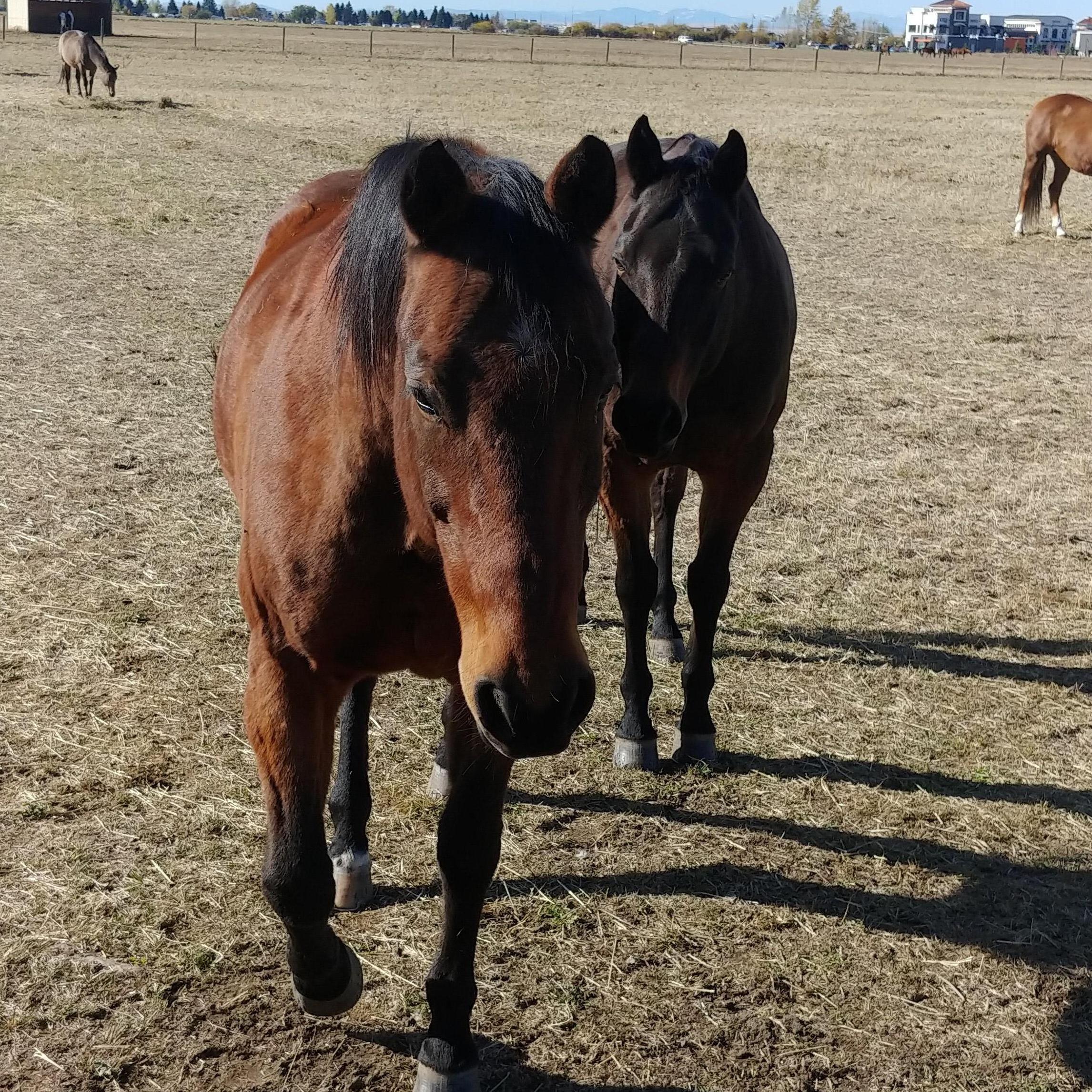 Razz and Zip, more fur-babies