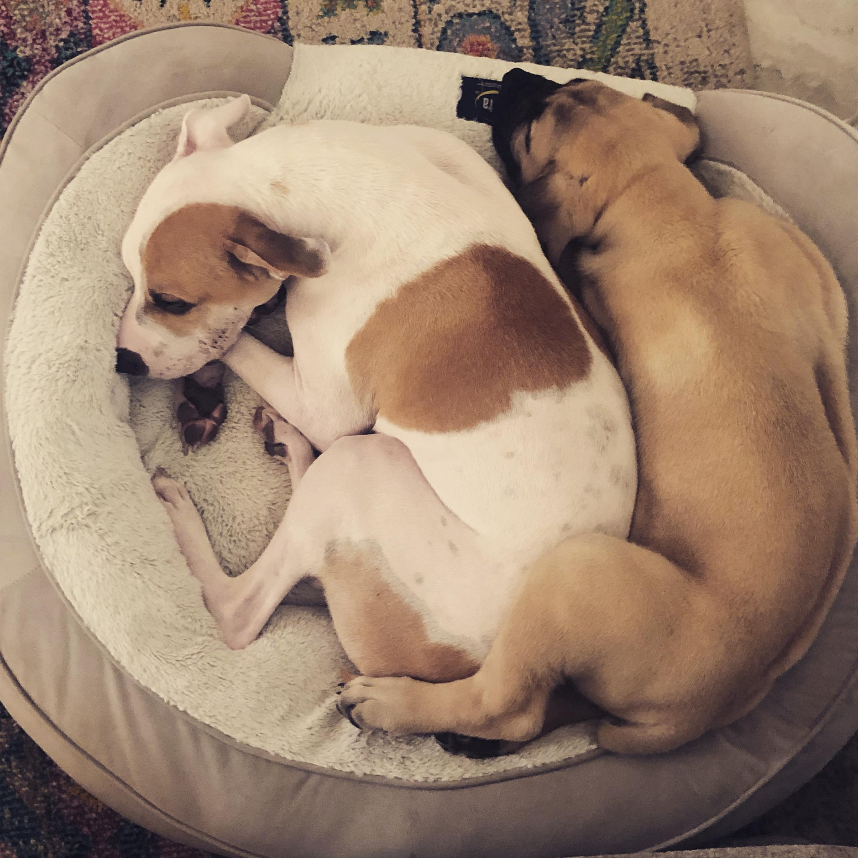 The only time they fit in the same bed!