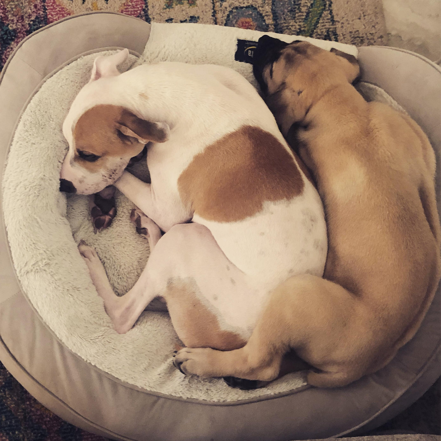 The only time they fit in the same bed!
