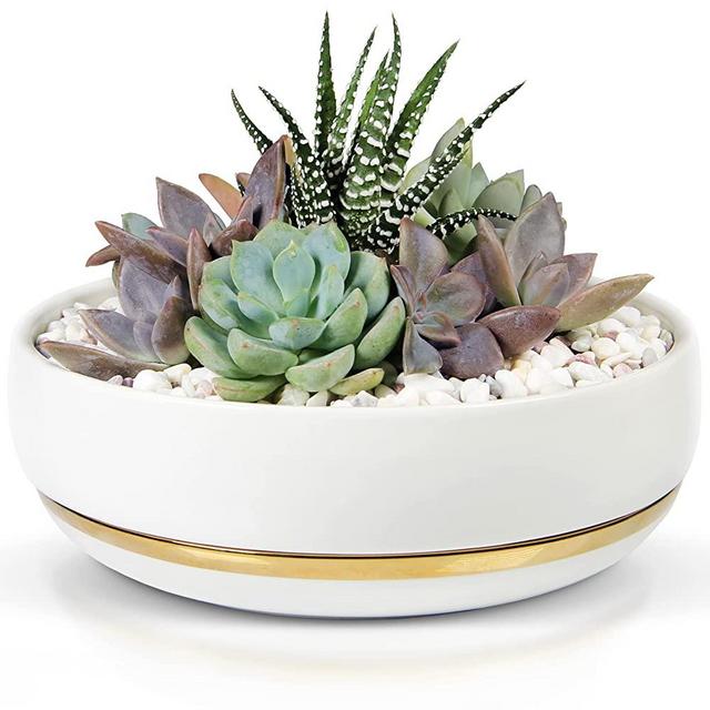 Willowy 6 Inch Succulent Pot with Drainage - Shallow Succulent Planter with Glossy White Finish and Gold Trim