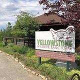 Yellowstone Wildlife Sanctuary