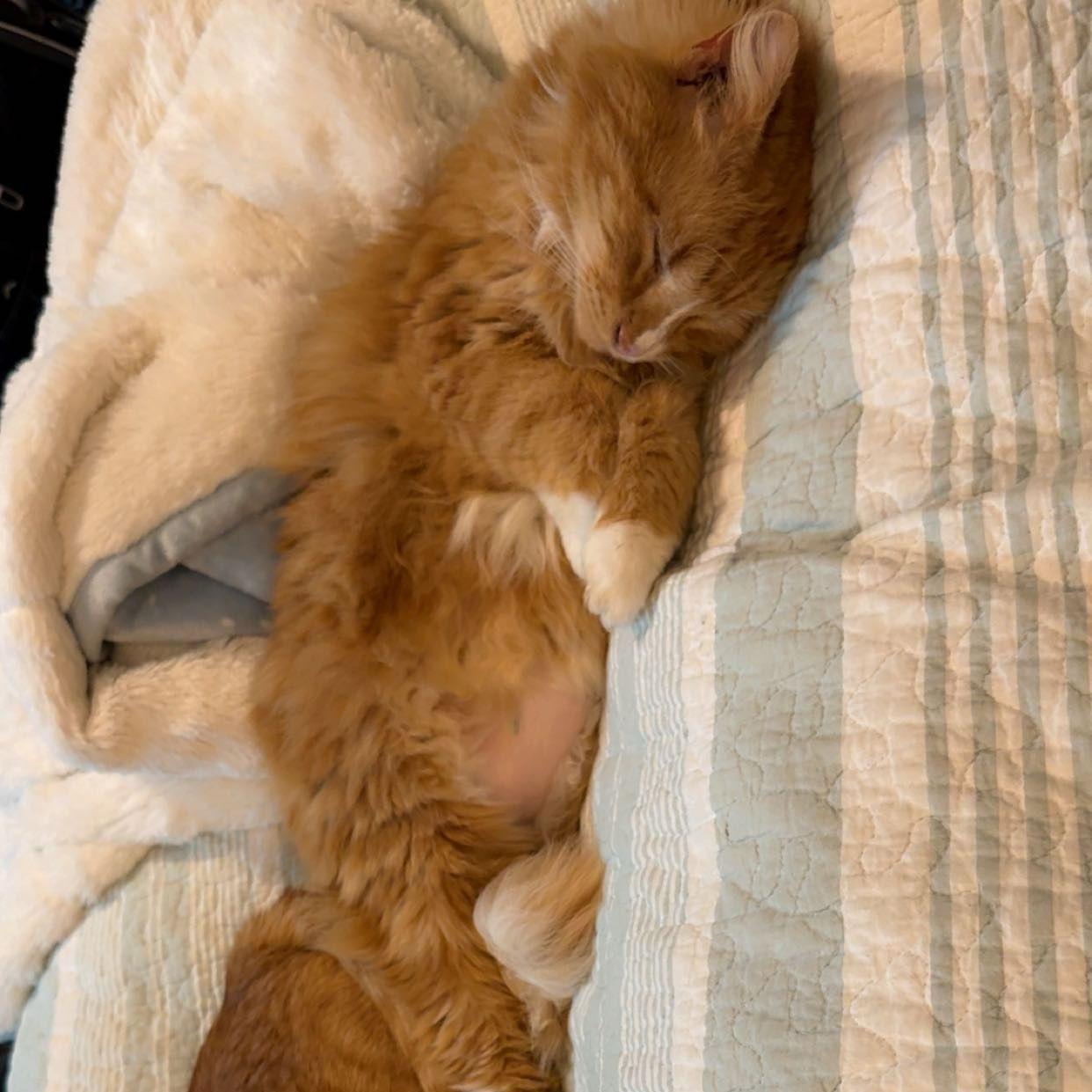 Fluffy (Lydia's Cat)