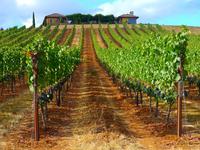 Iris Vineyards