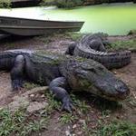 Audubon Zoo