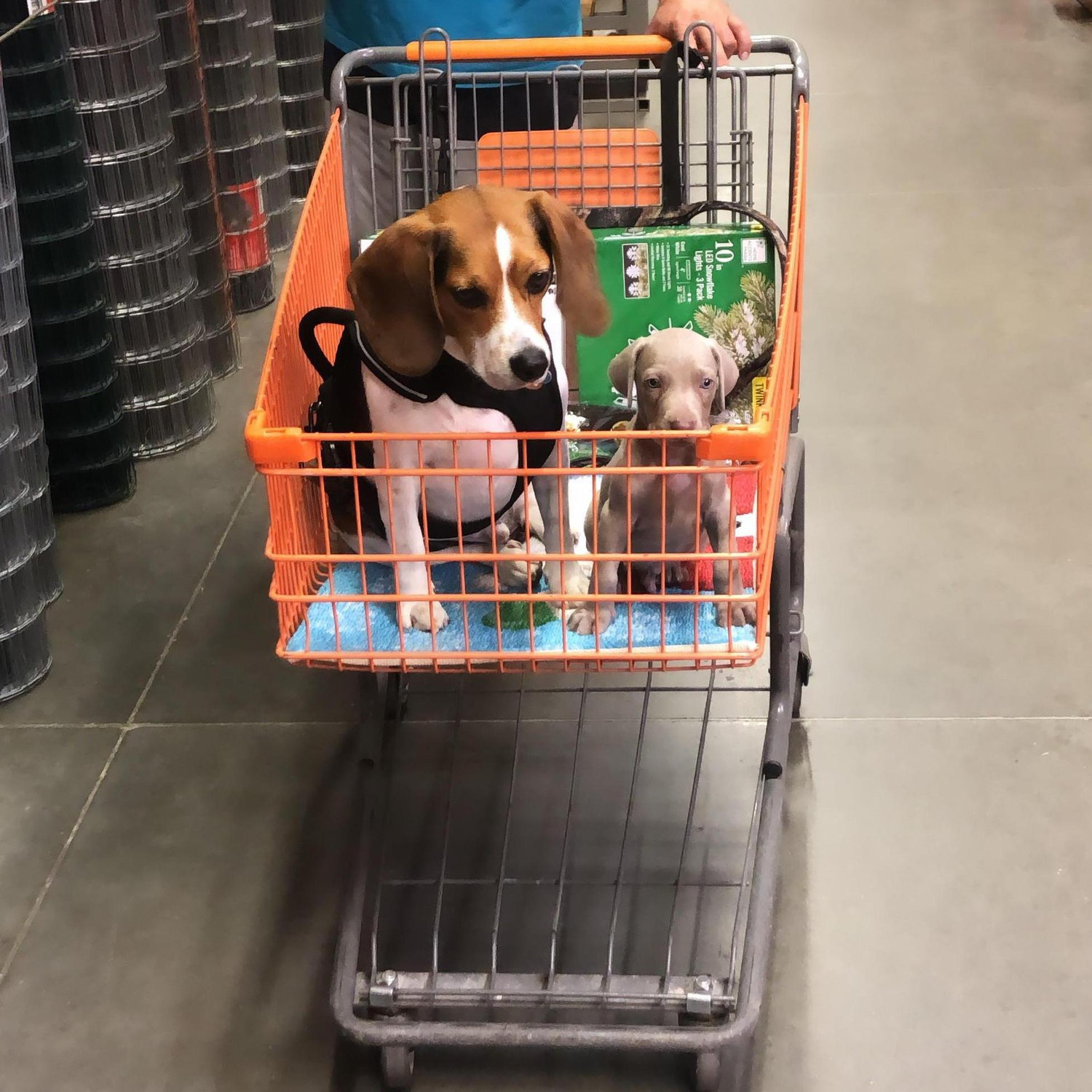 If anyone knows us, this is what our typical weekend looks like- a trip to Home Depot and spending time with the pups!