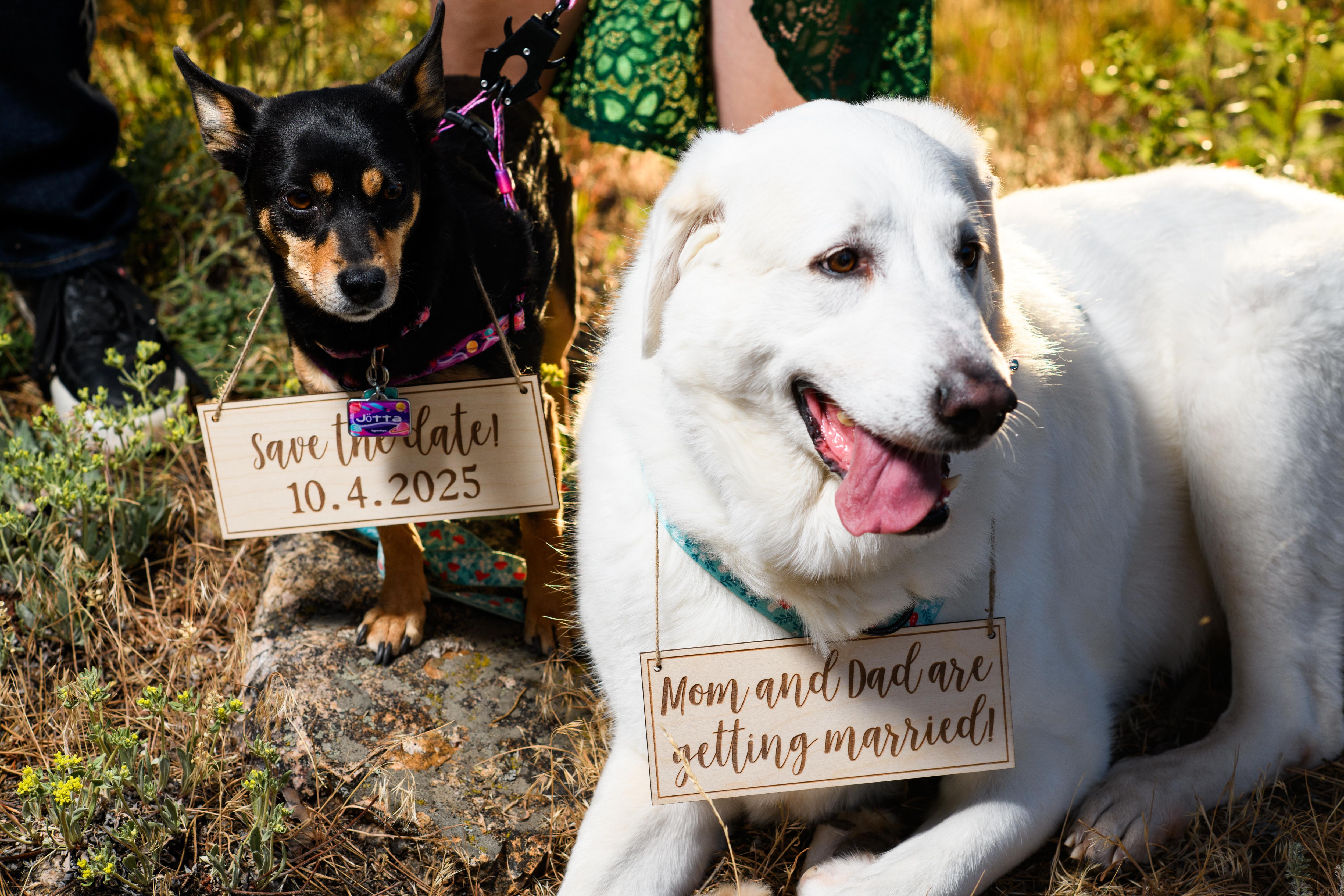 The Wedding Website of Shae Grossman and Aaron Kovisto